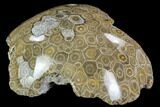 Polished Fossil Coral (Actinocyathus) - Morocco #110559-2